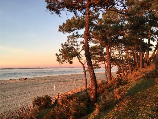 La vie des pins - cours 1