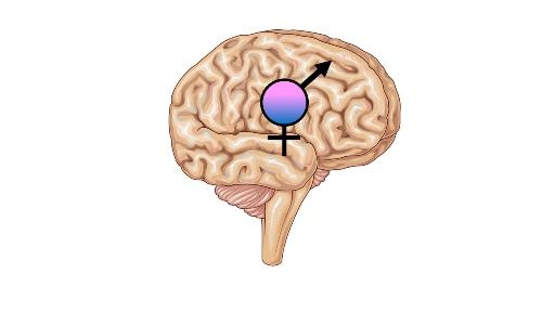 Cerveau Hommes-Femmes: Sexe et Genre